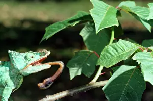 Parsons: Parson's Chameleon - tongue extruding from mouth