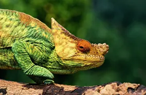 Parsons: Parson's CHAMELEON - walking across log