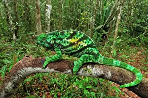 Parsons: Parson's Chameleons - male