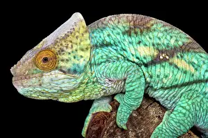 Calumma: Parson's giant chameleon (Calumma parsonii), Madagascar
