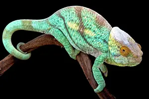 Calumma: Parson's giant chameleon (Calumma parsonii), Madagascar