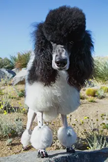 Fancy: Parti poodle