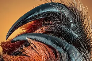 Enlargement: Partial dentition of a hostage spider (Amblypygi)