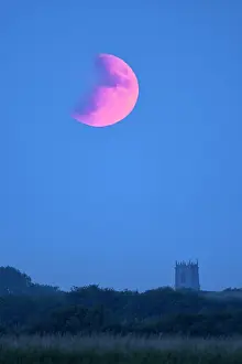 Marshes: Partial eclipse of the moon over Norfolk grazing