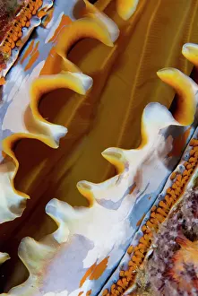 Arty: Partially open oyster shell, Raja Ampat