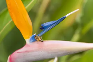Botanic: Particular of inflorescence of crane flower or bird of