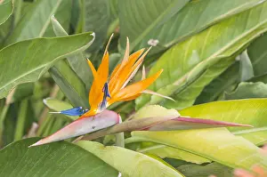 Botanic: Particular of inflorescence of crane flower or bird of