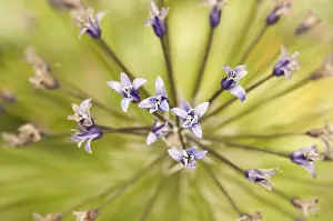 Rosette: Particular of inflorescence of Scilla hughii or Oncostem