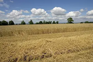 Campden: Partly harvested wheat field, Chipping Campden, Cotswolds
