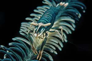 Prawn: Partner shrimp (Periclimenes amboinensis), Bali