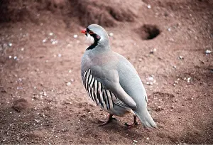 Partridge: PARTRIDGE - chukar