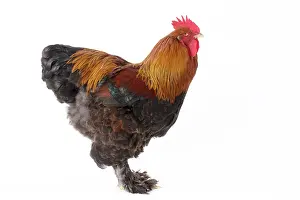 Wattles: Partridge Cochin Chicken Cockerel / Rooster
