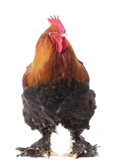 Wattles: Partridge Cochin Chicken Cockerel / Rooster