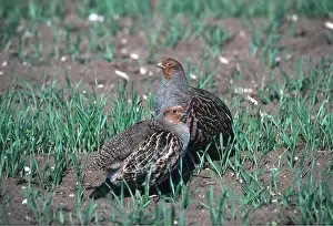 Partridge: PARTRIDGE - pair in grass