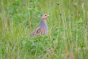 Perdix: Partridge (Perdix perdix) male in grass
