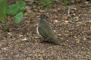 Geophaps: Partridge Pigeon