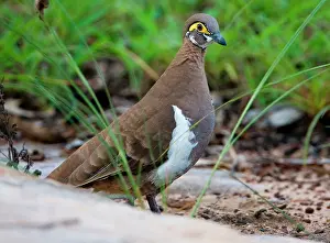 Geophaps: Partridge Pigeon