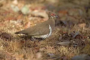 Geophaps: Partridge Pigeon