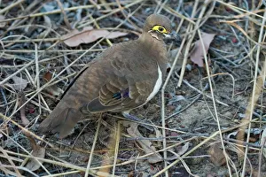 Kimberley: Partridge Pigeon - Kimberley subspecies