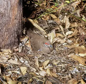Geophaps: Partridge Pigeon - sitting on nest on groundSS