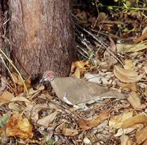 Geophaps: Partridge Pigeon - stood over nest, egg visibleS