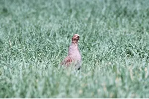 Partridge: PARTRIDGE - Singing