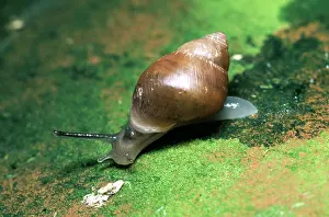 Moorea: Partula / Polynesian SNAIL