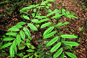 Longifolia: Pasak Bumi - medicinal malaria plant