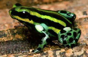 Toxins: Pasco Poison Frog
