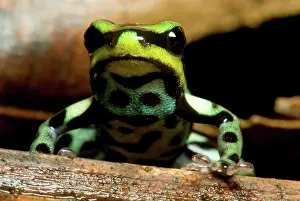Toxins: Pasco Poison Frog