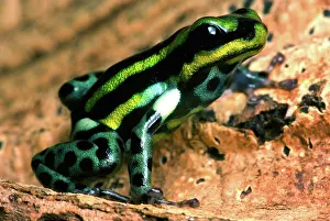 Toxins: Pasco Poison Frog