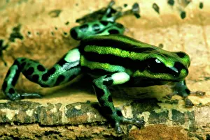 Toxins: Pasco Poison Frog