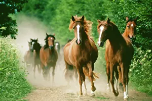 Hans D Dossenbach: Paso Peruano HORSES - galloping. Herd raising dust