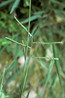 Commersonii: Paspalum commersonii flower