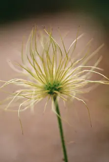 Pasque: Pasque flower