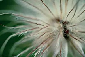 Pasque: Pasque flower
