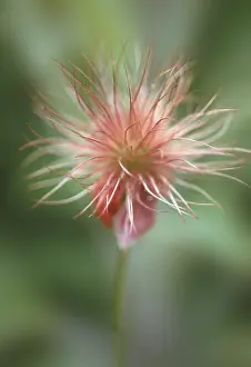 Pasque: Pasque flower