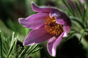 Pasque: Pasque flower