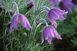 Pasque: Pasque flower