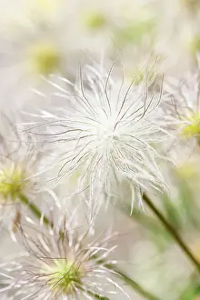 Pasque: Pasque flower