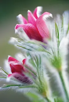 Pasque: Pasque flower