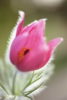 Pasque: Pasque flower