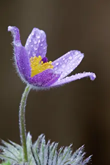 Pasque: Pasque Flower