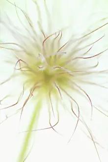 Pasque: Pasque flower
