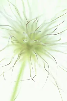 Pasque: Pasque flower
