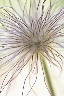 Pasque: Pasque flower