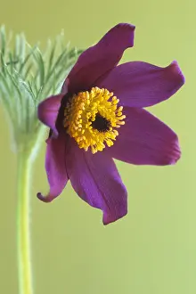 Pasque: Pasque flower