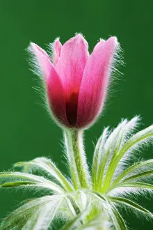 Pasque: Pasque flower