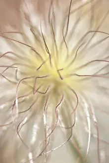 Pasque: Pasque flower