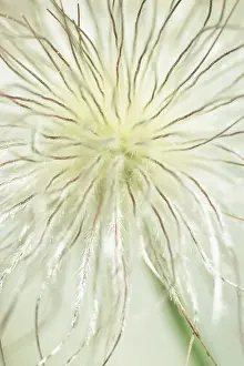 Pasque: Pasque flower